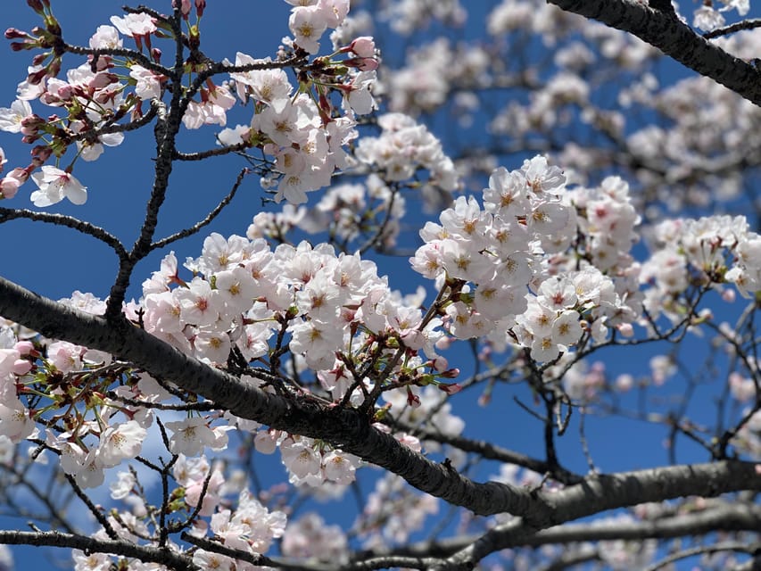 Hiroshima History Tour : A-Bomb Dome, Peace Memorial & City - Who This Tour Suits Best