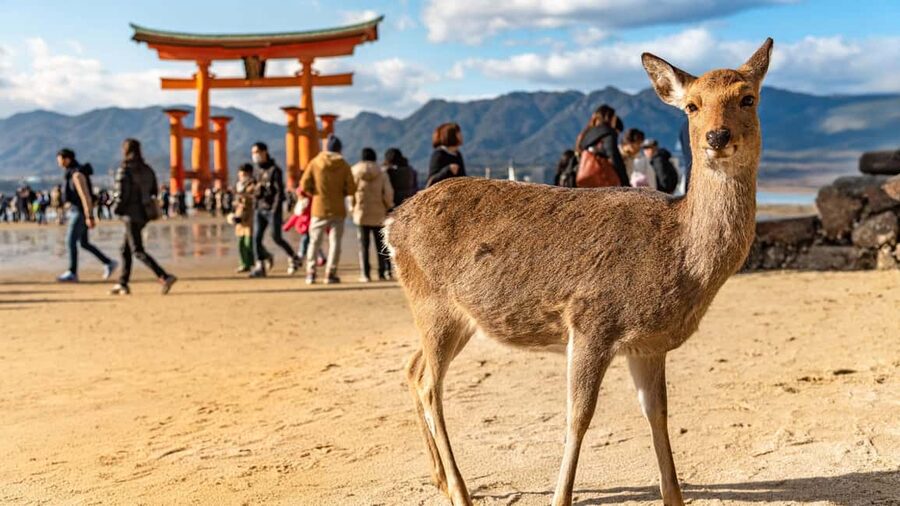 Hiroshima: Miyajima Private Cultural Tour by Ferry - Itsukushima Shrine and the Floating Torii, Seen With Better Timing