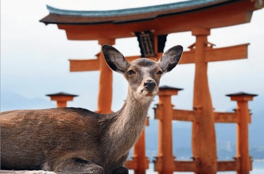 Hiroshima/Miyajima Private Custom Tour with Local Guide - Key highlights worth planning around