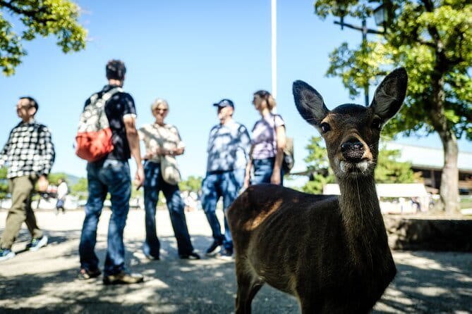 Hiroshima & Miyajima: Private Full-Day Tour with a Local Guide - How a private Hiroshima and Miyajima day actually feels