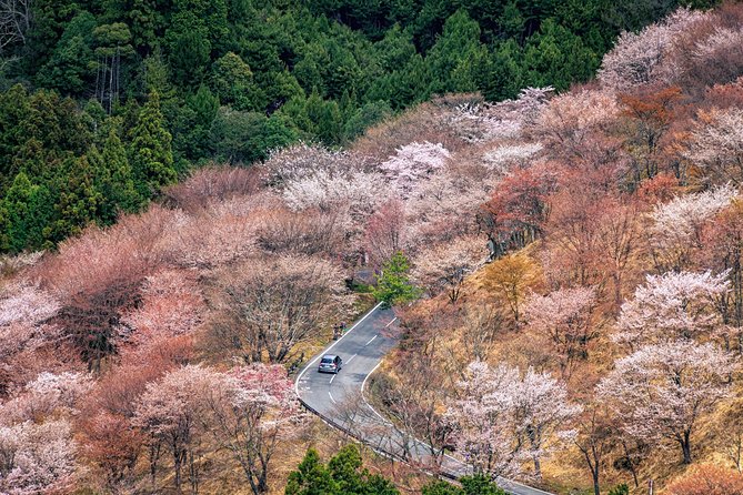 Historic and Natural Guided Hike in Yoshino - Key things I’d plan around