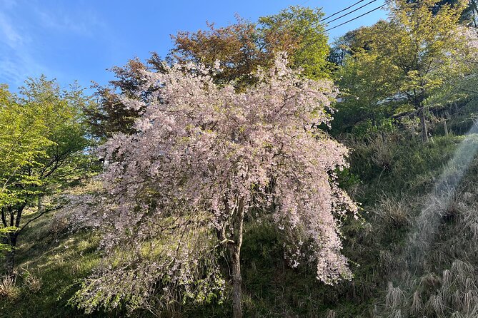 Historic and Natural Guided Hike in Yoshino - Hanayagura and the spiritual trail rhythm