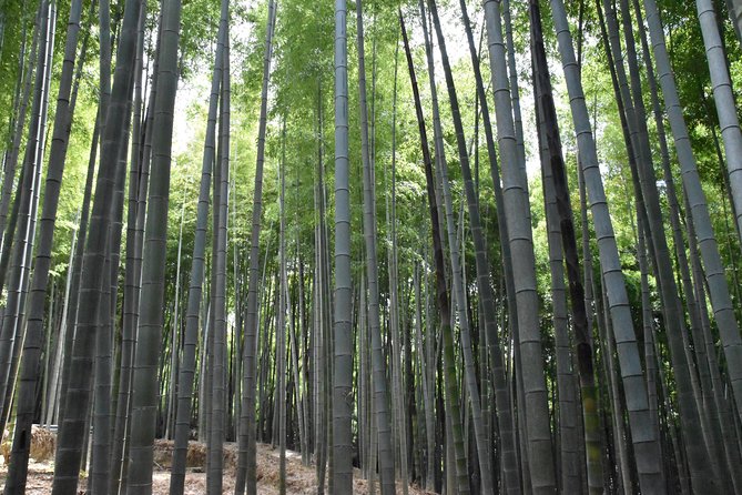 Inside of Fushimi Inari - exploring and lunch with locals - Meeting at the Great Torii Gate, then getting a smooth start