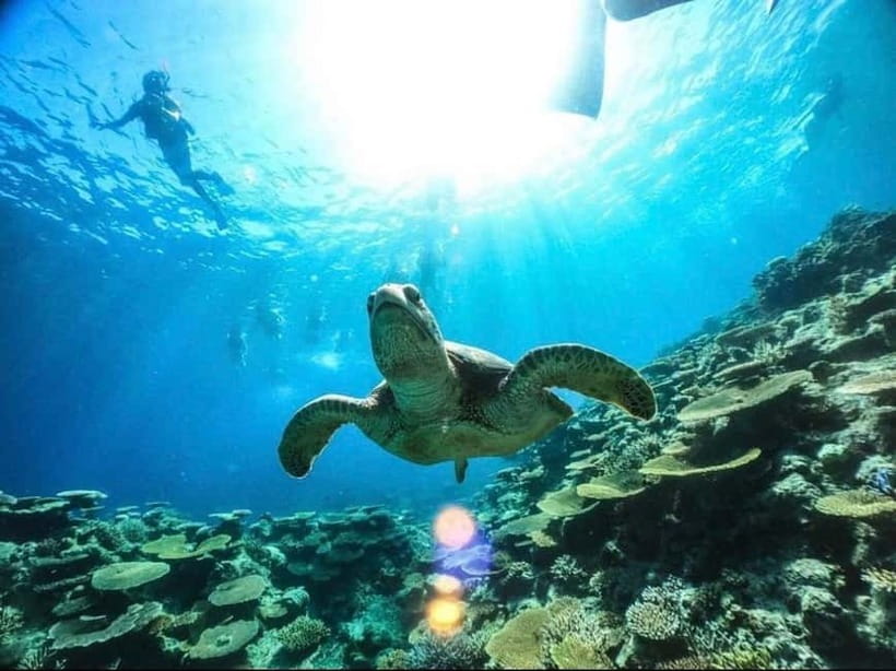 Iriomote: Boat Snorkeling Tour at Barasu Island - Who this tour suits best (and who should think twice)