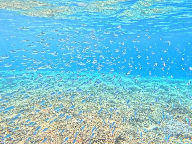 Iriomote: Boat Snorkeling Tour at Barasu Island - Should you book this Iriomote boat snorkeling on Barasu Island?