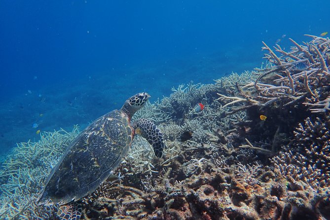 Iriomote Island 1-Day Snorkeling & Mangrove SUP or Canoe - Iriomote-jima in one afternoon: what you’re actually booking