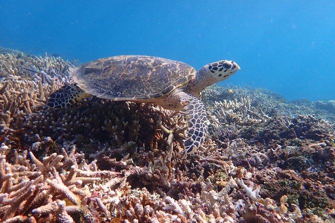 Iriomote Island 1-Day Snorkeling & Mangrove SUP or Canoe - Mangrove SUP or canoe: sheltered water that builds confidence