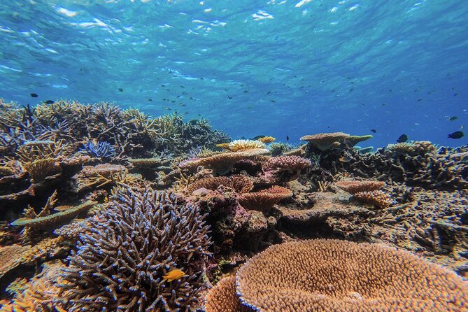 Iriomote Island 1-Day Snorkeling & Mangrove SUP or Canoe - The equipment and safety rules that actually matter