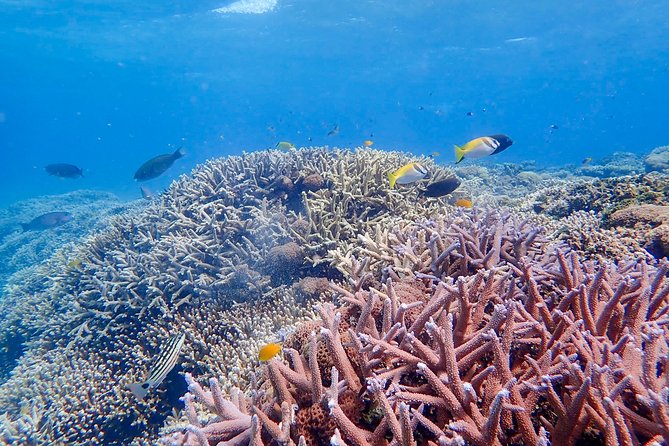 Iriomote Island 1-Day Snorkeling & Mangrove SUP or Canoe - Weather handling: rain does not automatically stop play