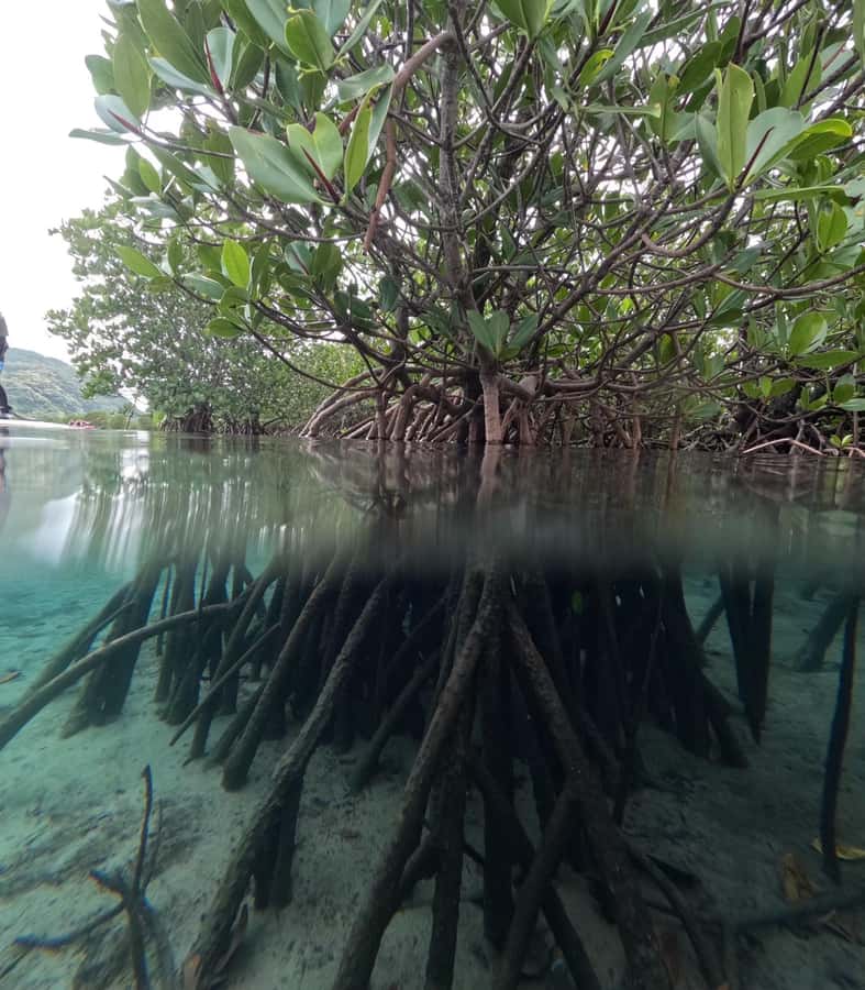 Iriomote island: Mangrove River SUP or Canoe Cruising Tour - The break period: a short reset that helps you enjoy the trek