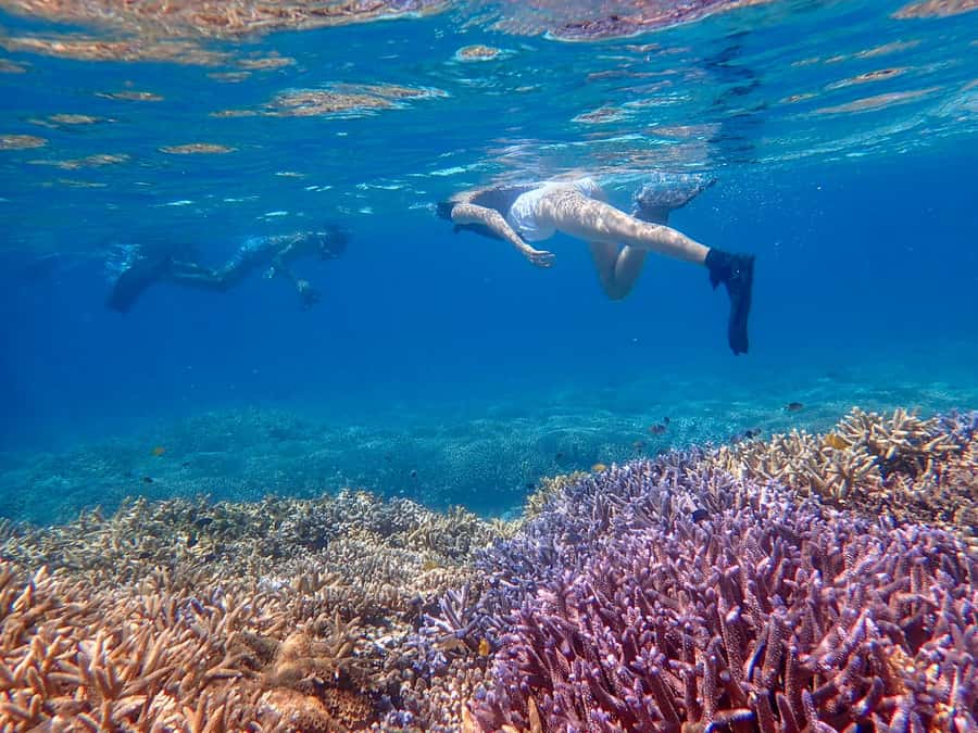 Iriomote Mangrove SUP and Snorkeling at Coral island - Who This Tour Suits Best (And Who Should Skip)
