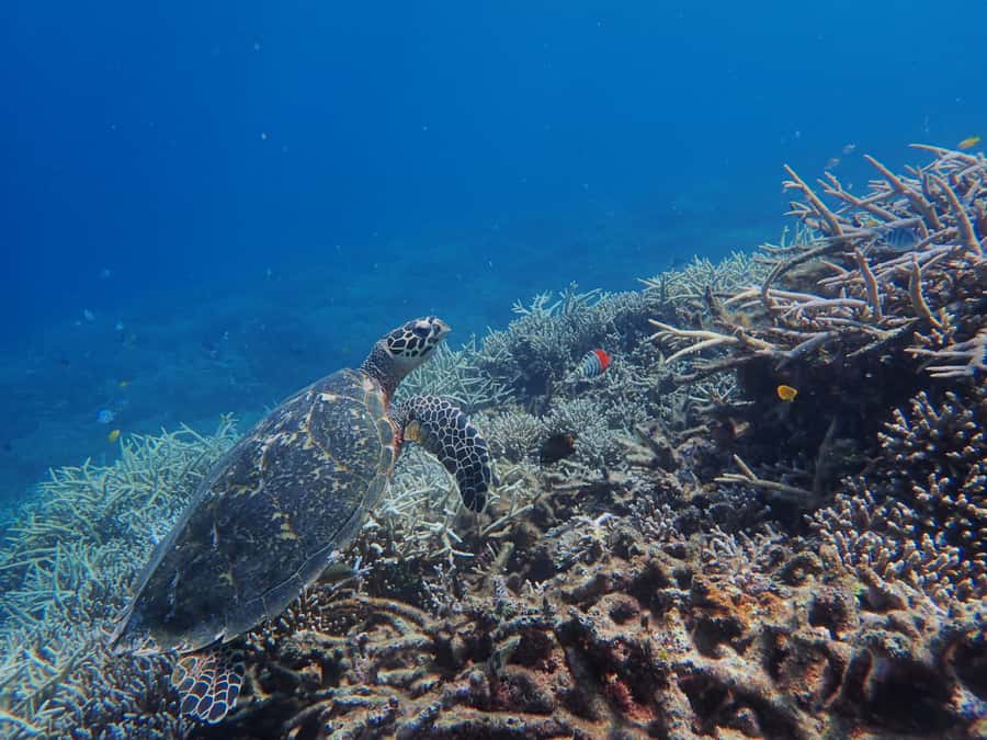 Iriomote Mangrove SUP and Snorkeling at Coral island - Canoeing and SUP in the Mangroves: The Real Iriomote Moment