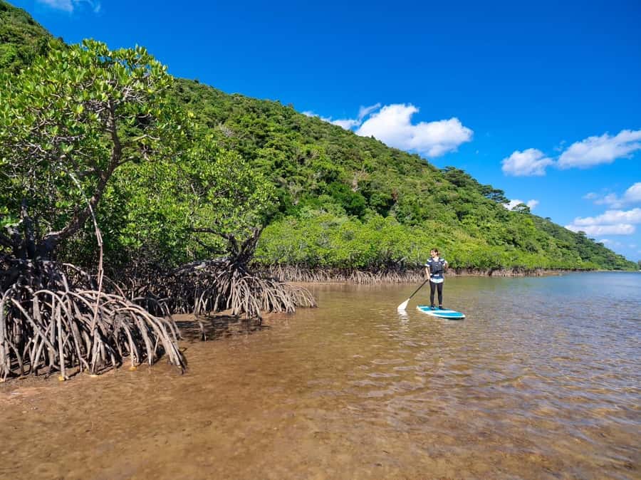 Iriomote Mangrove SUP and Snorkeling at Coral island - Learning Real Local Nature: Yaeyama Fireflies and Island Lore