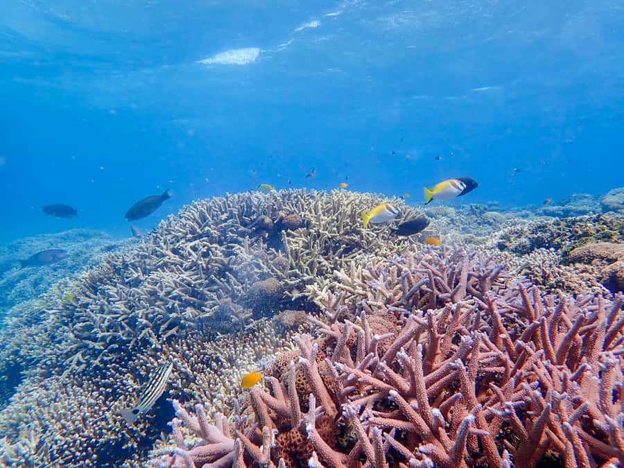 Iriomote Mangrove SUP and Snorkeling at Coral island - The Miracle Island at Low Tide: What to Expect Without Overpromising