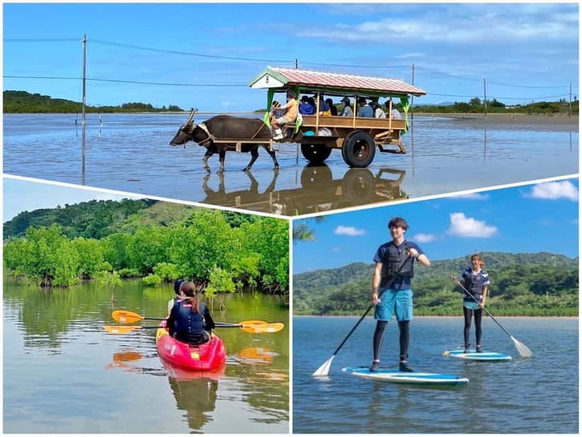 Iriomote: Mangrove SUP or Canoe and Yubujima sightseeing - How the 1.5-Hour Paddle Works Inside Japan’s Largest Mangrove Forest