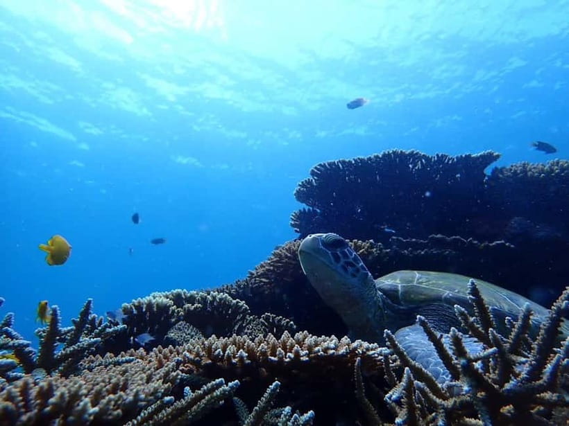 Ishigaki Island: Blue Cave Exploration & Snorkeling Tour - Pickup Areas and Meeting Point, Including Southern Ishigaki Shuttle Service