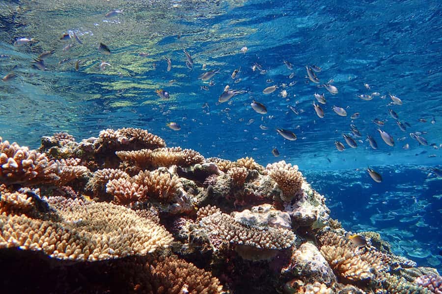 Ishigaki Island: SUP or Canoeing and Snorkeling at Blue Cave - FAQ