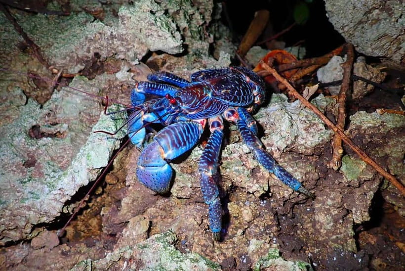 Ishigaki: Jungle Walk and Stargazing Night Tour - Key things to know before you go