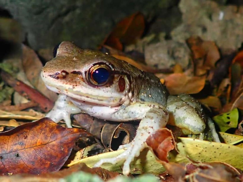 Ishigaki: Jungle Walk and Stargazing Night Tour - How this Ishigaki jungle-and-stars tour fits a good evening