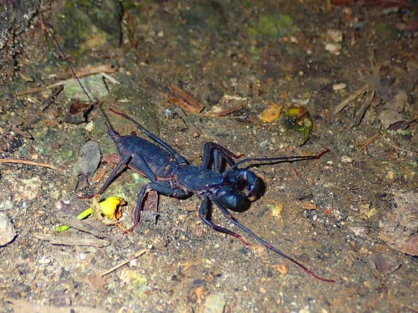 Ishigaki: Jungle Walk and Stargazing Night Tour - A quick look at coconut crab odds and why you should still go