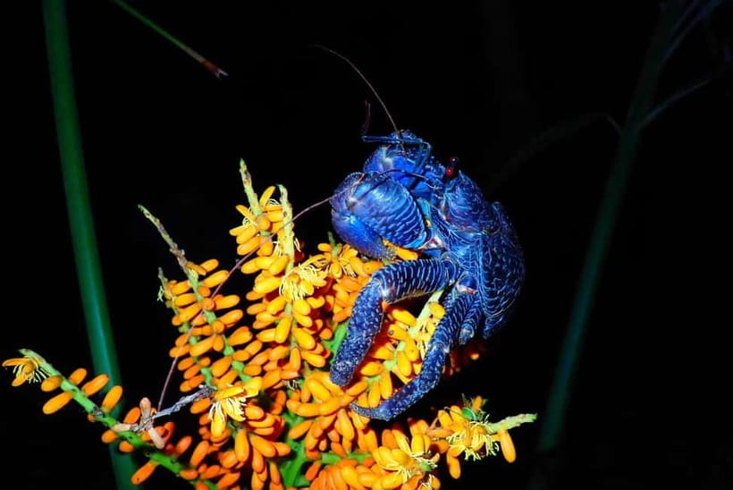 Ishigaki: Jungle Walk and Stargazing Night Tour - Pacing, group size feel, and why it works for families
