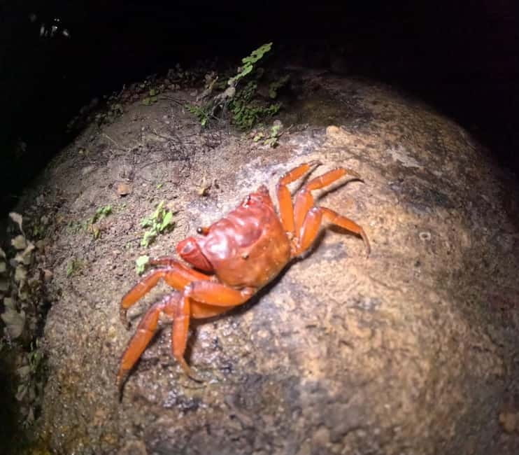 Ishigaki: Jungle Walk and Stargazing Night Tour - What you should bring (and what you can safely leave at home)
