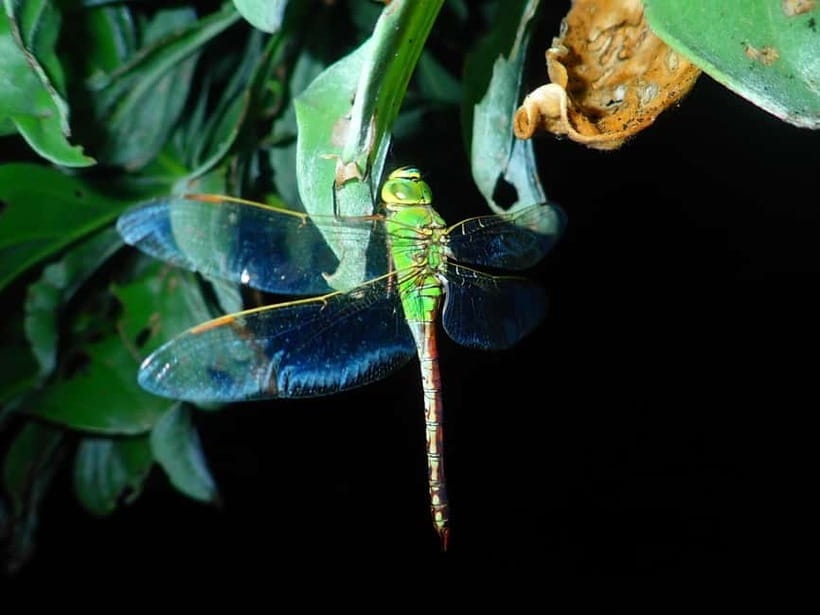 Ishigaki: Jungle Walk and Stargazing Night Tour - Who should book this Ishigaki night walk and stargazing tour