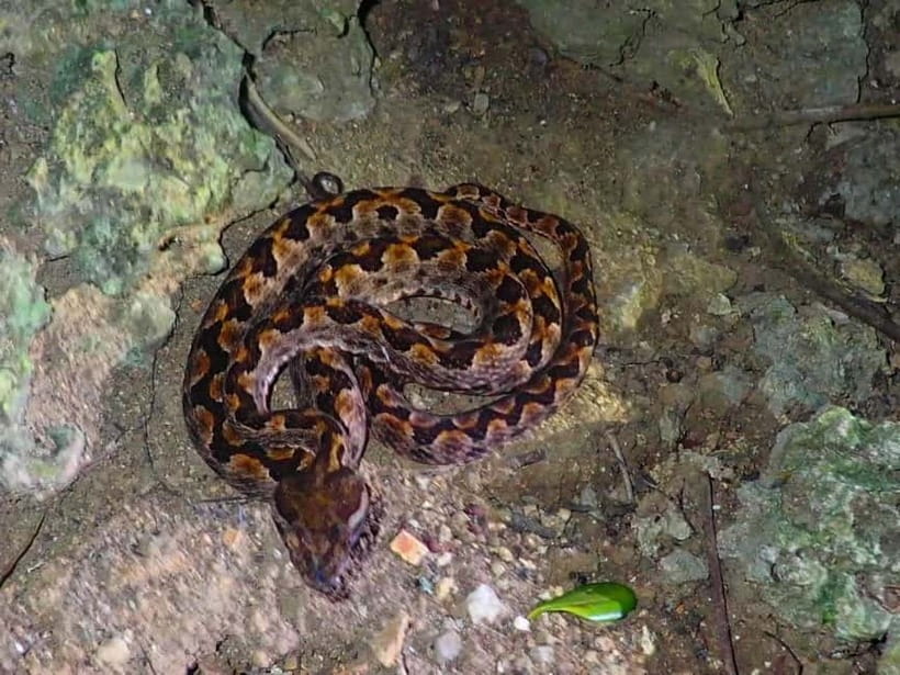 Ishigaki: Jungle Walk and Stargazing Night Tour - First stop: meeting at Euglena Ishigaki Port and getting set up