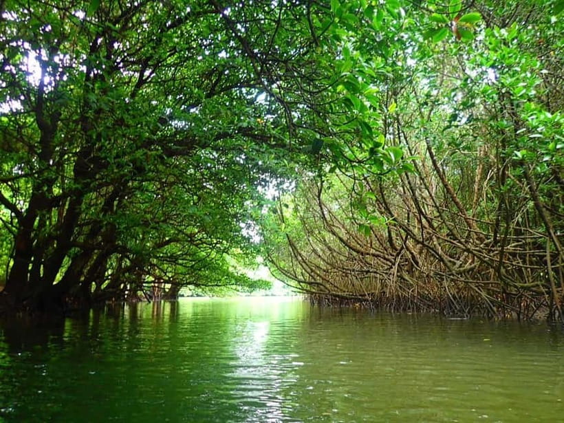 Ishigaki: Mangrove SUP or Canoe & Phantom Island Snorkeling - Mangrove canoeing on the Miyara River: why this feels different