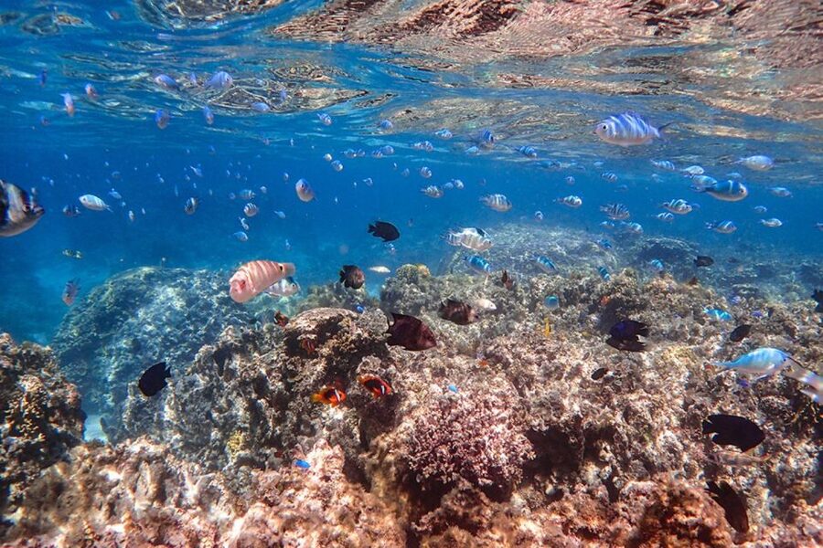 Ishigaki: Phantom Island Snorkeling and Taketomi Sightseeing - Timing, weather, and the small realities to plan for