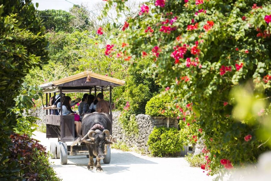 Ishigaki: Phantom Island Snorkeling and Taketomi Sightseeing - Who this tour suits best, and who should think twice
