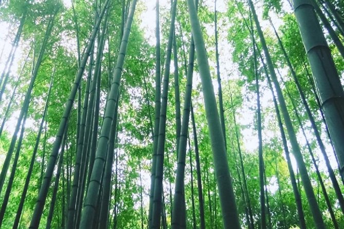 Kamakura Bamboo Forest and Great Buddha Private Tour - Tsurugaoka Hachimangu Shrine: Old Power in the City Center