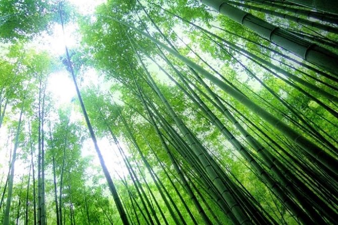 Kamakura Bamboo Forest and Great Buddha Private Tour - Komachidori Street: Shopping and Snacks Without a Long Detour