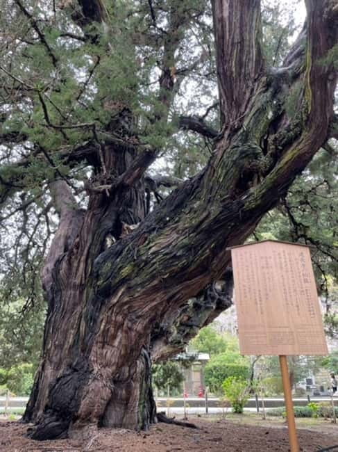 Kamakura; First Samurai Capital walking tour - Guide Experience: What You’ll Feel During the Walk