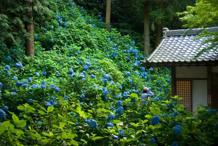 Kamakura: Great Buddha, Hase Temple, & Komachi Street Tour - Kotoku-in (Great Buddha): the open-air surprise