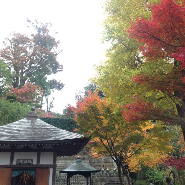 Kamakura: Great Buddha, Hase Temple, & Komachi Street Tour - Lunch in Kamakura: local comfort, with an option if seafood is not your thing