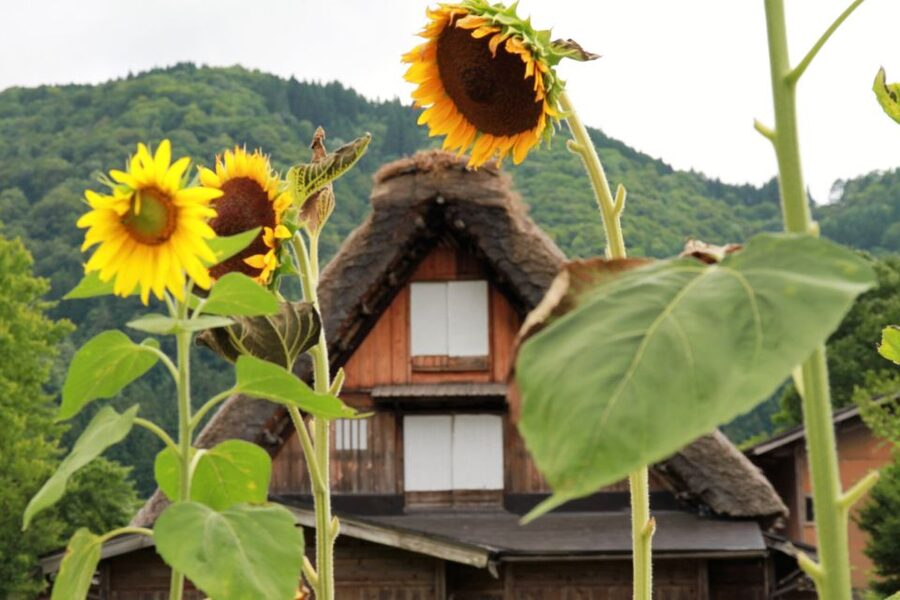 Kanazawa to Shirakawago: Half-Day Tour - Kanazawa to Shirakawago, Built for Convenience