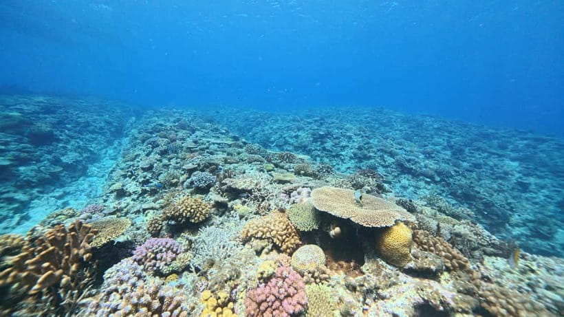 Kerama Half-Day Snorkeling Tour - Meeting at Miegusuku Port: check-in timing and the medical form