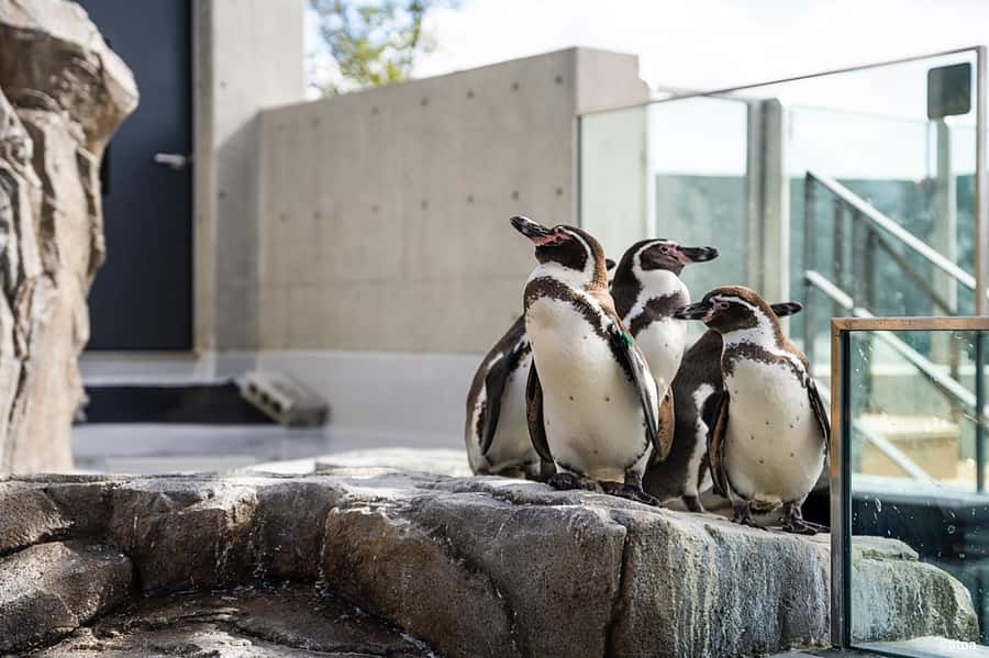 Kobe: Urban Aquarium AQUARIUM×ART átoa Entry Ticket - Is This Good Value for $16 in Kobe?