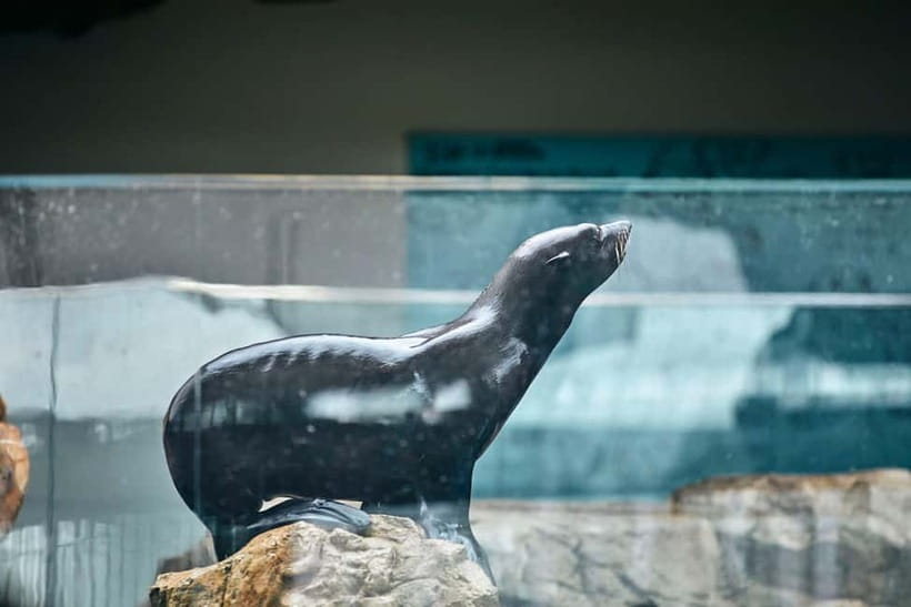 Kyoto Aquarium Admission Ticket - Visiting in real time: timing, entry flow, and pacing