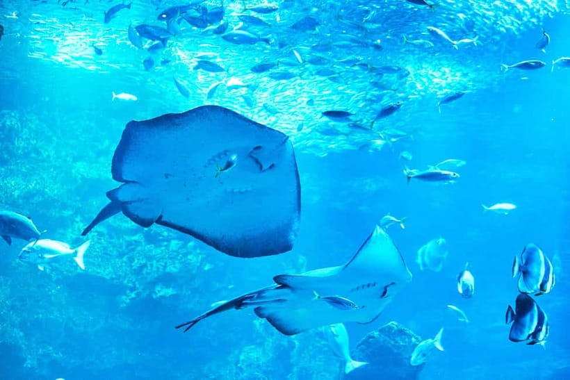 Kyoto Aquarium Admission Ticket - Rules that actually affect your day