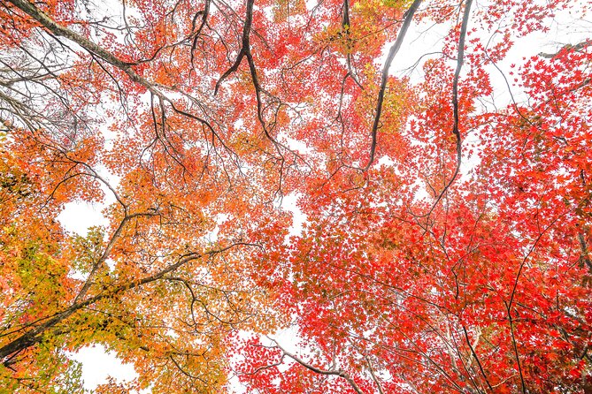 Kyoto Arashiyama Bamboo forest & Garden Half-Day Walking Tour - Bamboo forest reality check: how to enjoy it without losing your cool