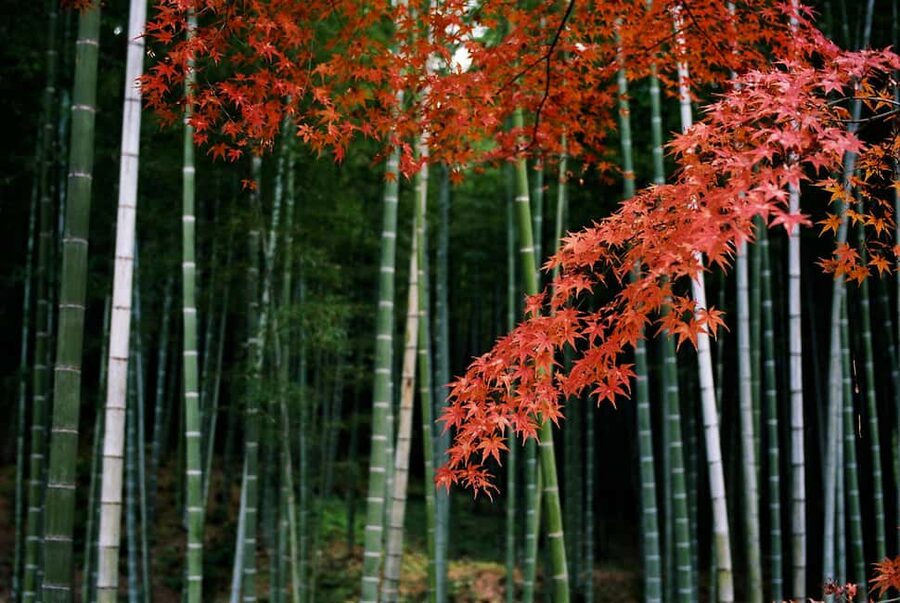 Kyoto: Arashiyama Bamboo Grove 3-Hour Guided Tour - Key things to know before you go