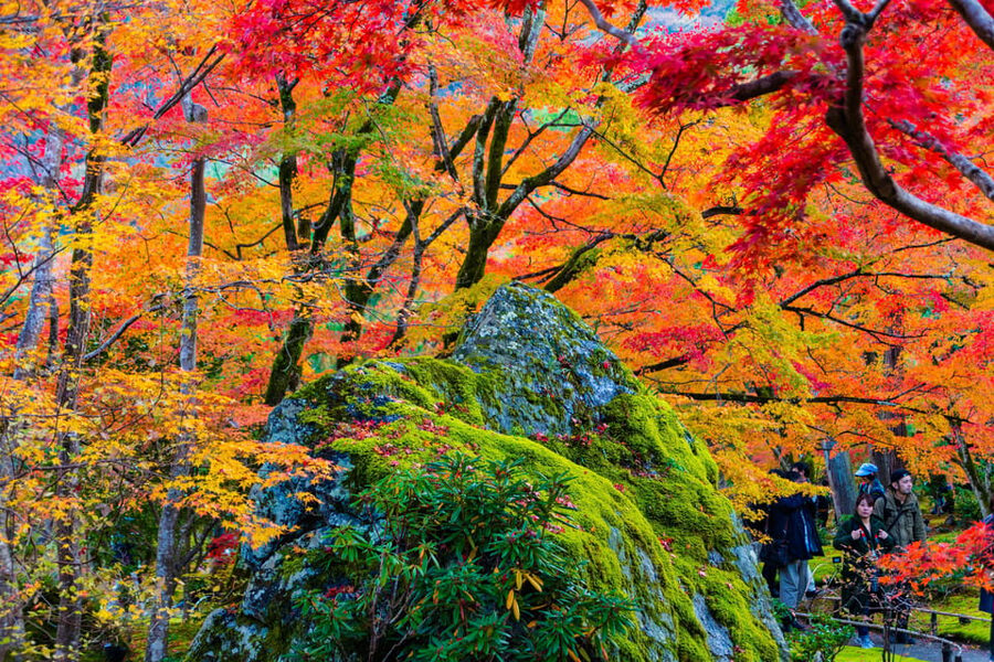 Kyoto: Arashiyama Tour with optional Sagano Romantic Train - Sagano Romantic Train: what the 30 minutes is really for