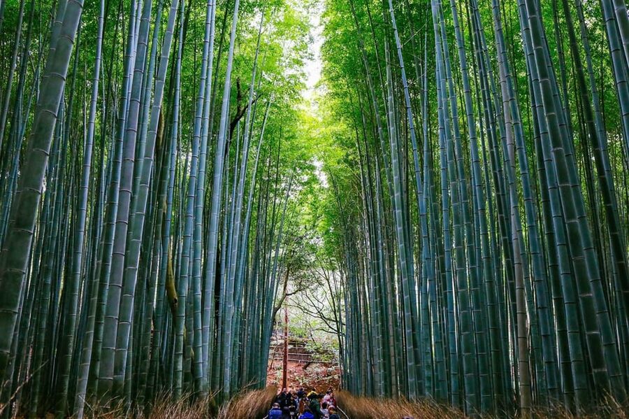 Kyoto: Arashiyama Tour with optional Sagano Romantic Train - Start point choices: Torokko Arashiyama Station vs JR Umahori Station
