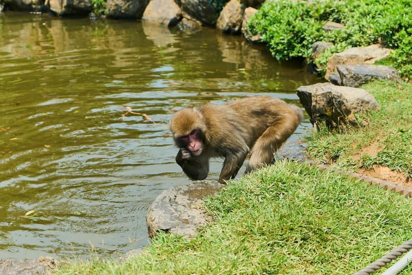 Kyoto: Arashiyama UNESCO Walking Tour with Admission - Nonomiya Shrine: a short stop with meaning beyond photos