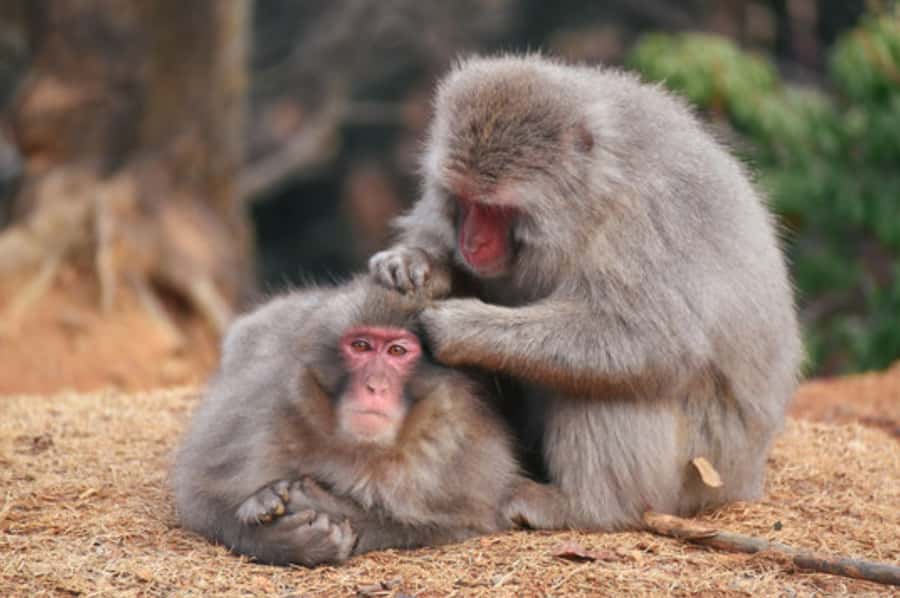Kyoto: Arashiyama Unveiled Bamboo, Temple, Matcha, & Monkeys - Key highlights you will actually remember