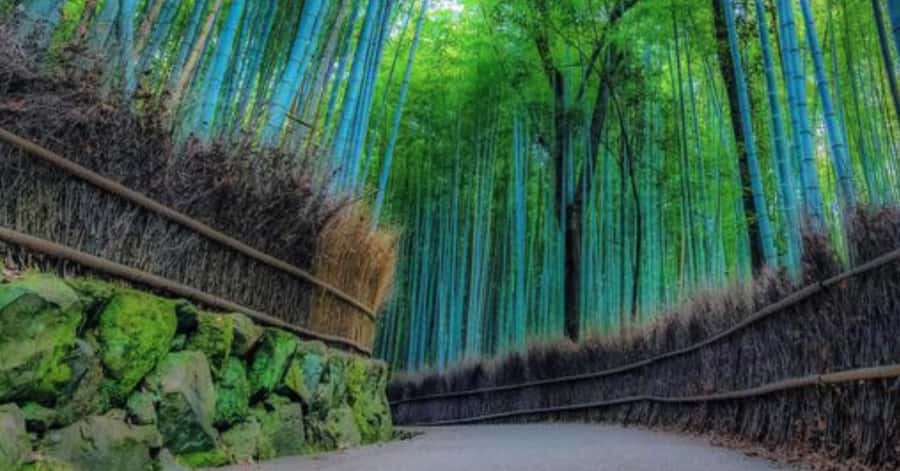 Kyoto: Arashiyama Unveiled Bamboo, Temple, Matcha, & Monkeys - Kyoto Arashiyama in one half-day: why this route works