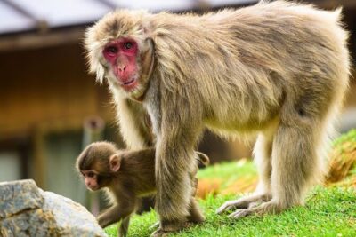 Kyoto Arashiyama Walking Tour: Bamboo, Monkeys, Gardens & Secrets