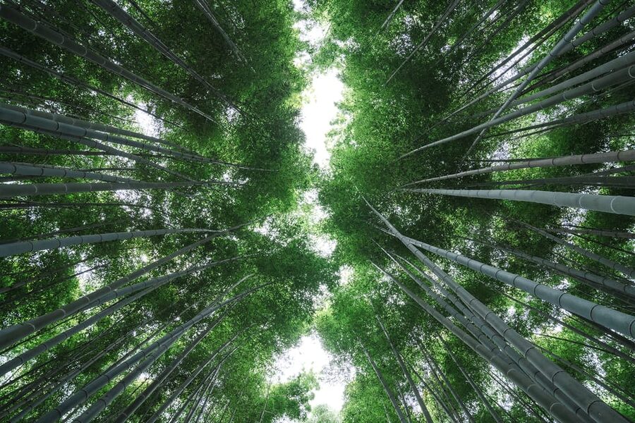 Kyoto: Arashiyama Walking Tour with Local Guide - Togetsu-kyo Bridge stroll: easy ending with real river atmosphere